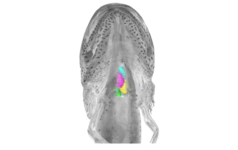 An <i>Ambystoma mexicanum</i> larvae. Contrast-enhanced micro-CT.