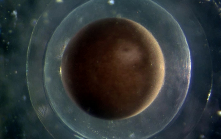 Timelapse of first cell divisions in Axolotl.