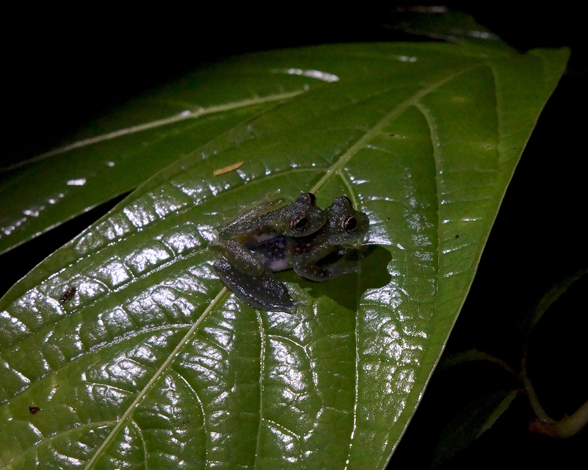 Glass frogs in amplexus