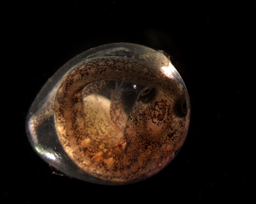 <i>Desmognathus fuscus</i> embryo is ready to hatch.