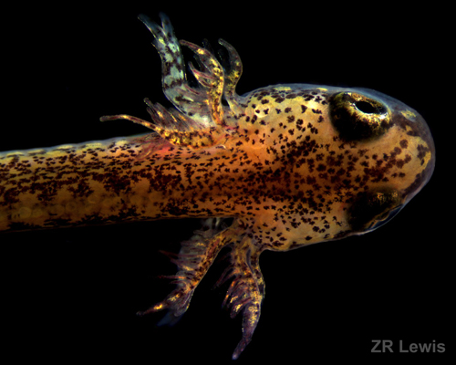 <i>Hemidactylium scutatum</i> larvae