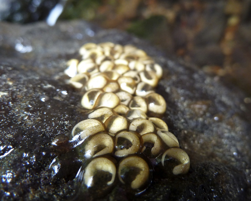 <i>Eurycea bislineata</i> embryos