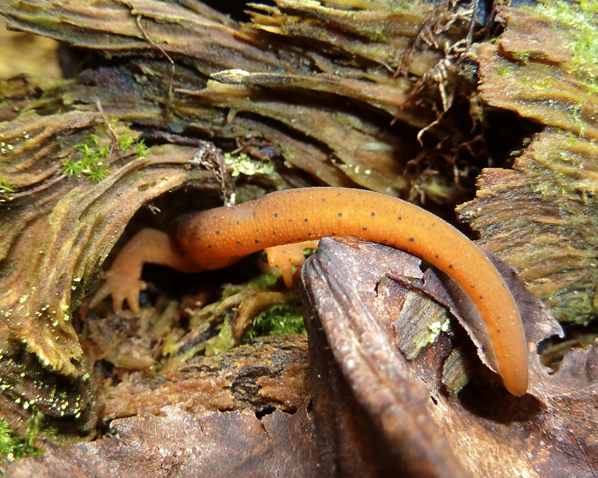 Newt tail