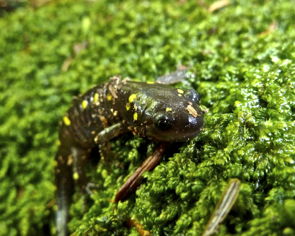 <i>Ambystoma maculatum</i>