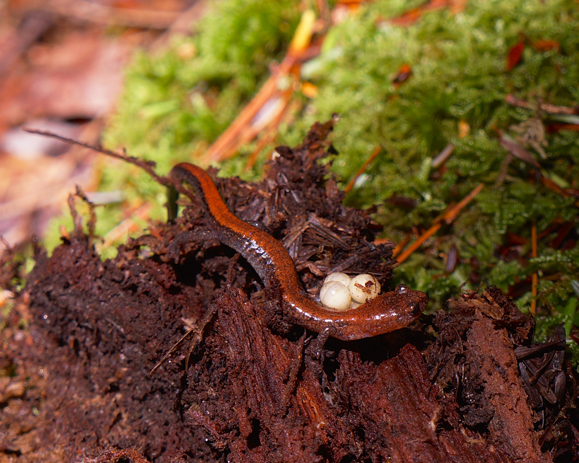 <i>Plethodon cinereus</i> mother and eggs