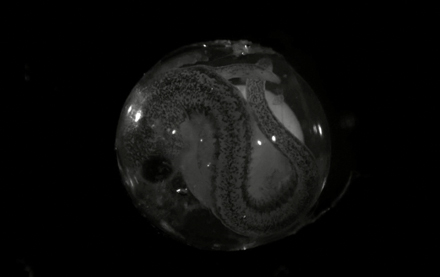 A <i>Plethodon cinereus</i> embryo is eager to hatch after 73 days inside its chorion.