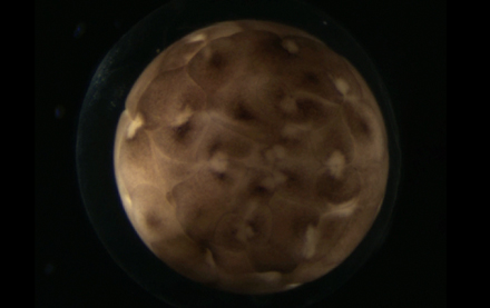 Timelapse of first cell divisions in Hemidactylium.