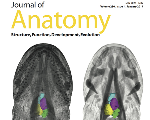 <i>Journal of Anatomy