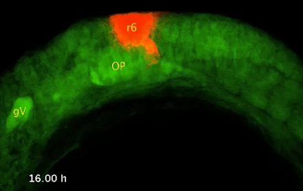 Kaede photoconversion marks cranial neural crest cells as they migrate into ganglia in a zebrafish. Movie made in collaboration with Alex Nechiporuk.