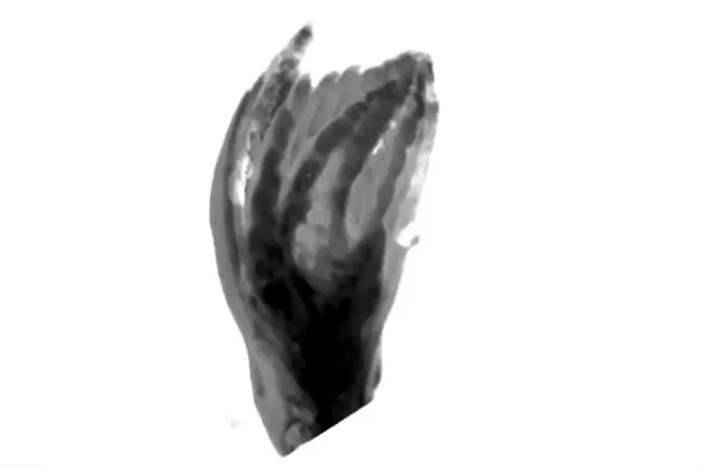 Viburnum leaf bud with episcopic microscopy github.com/zrlewis/imaging